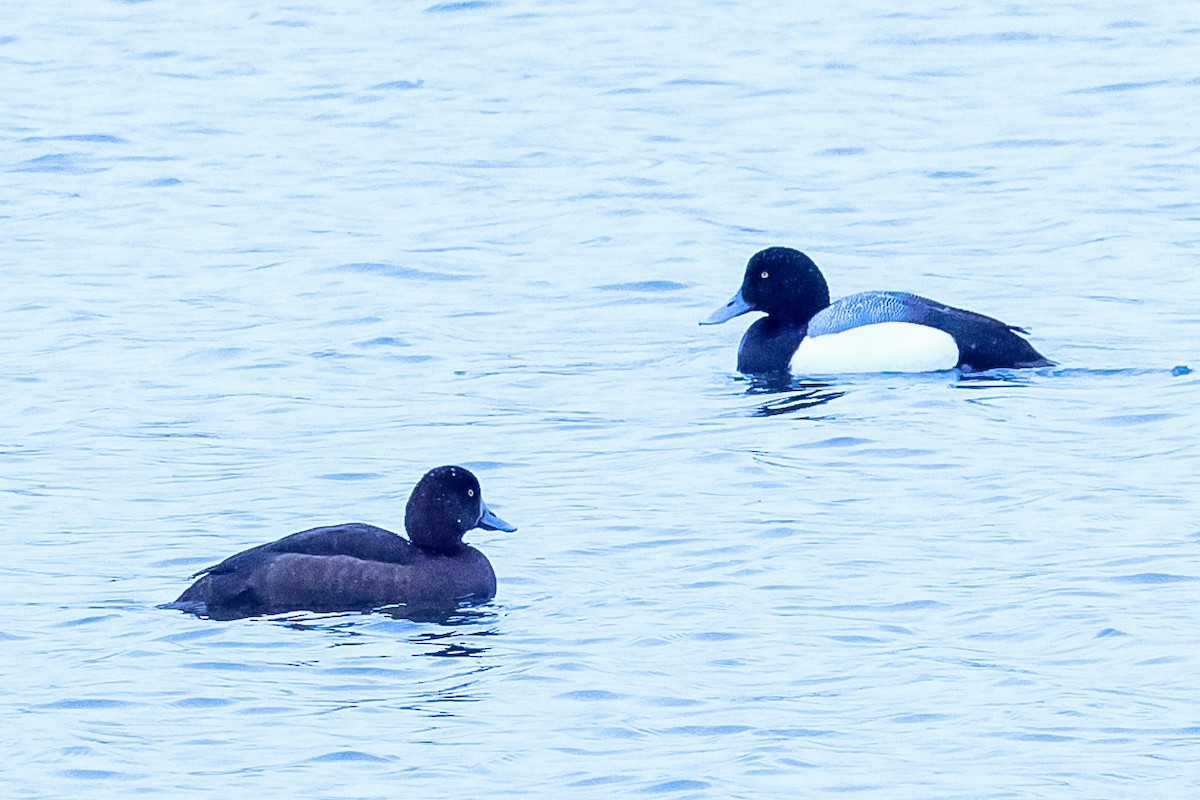 Greater Scaup - ML618771127