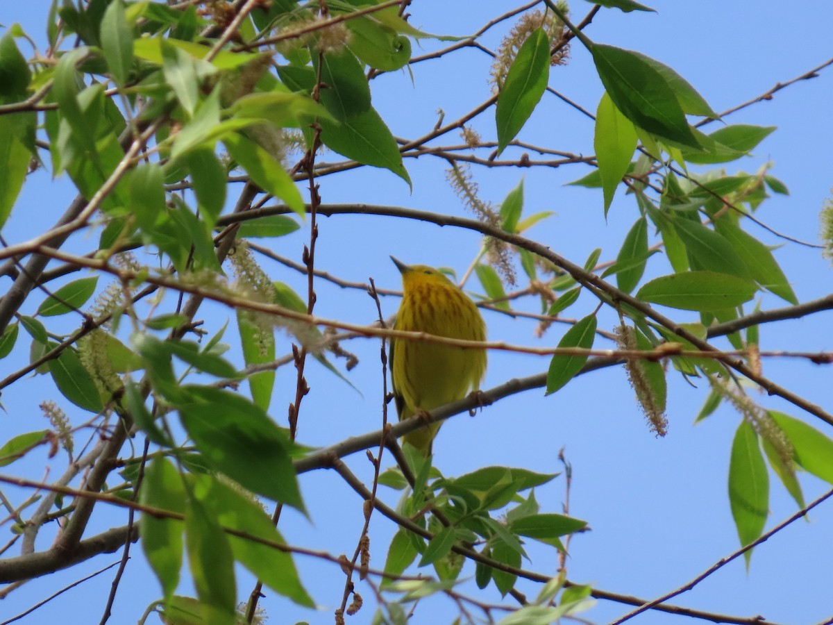 Yellow Warbler - ML618771129