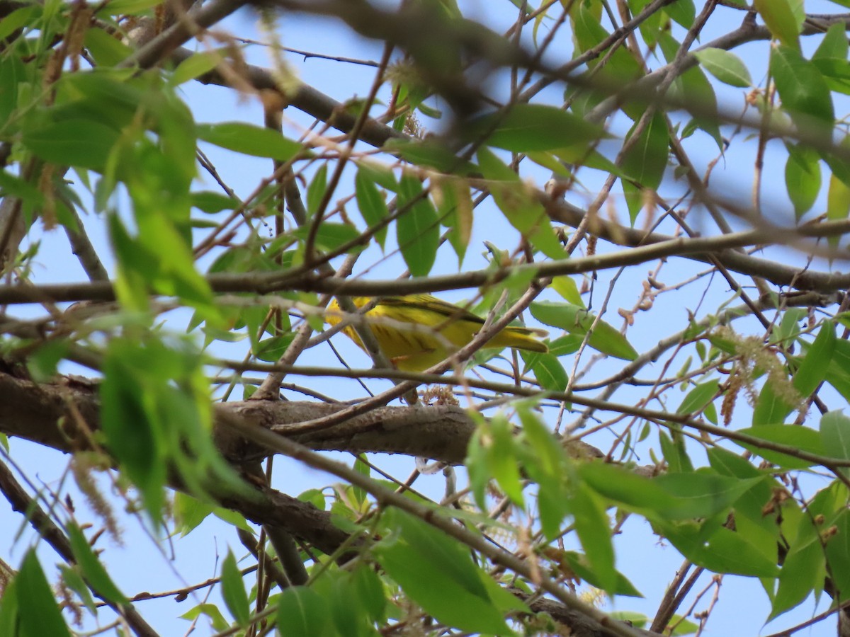 Yellow Warbler - ML618771131