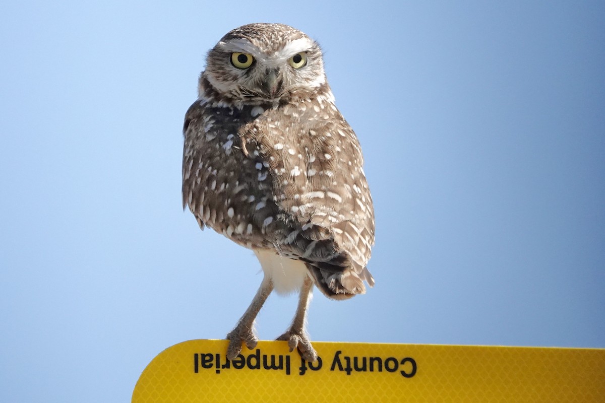 Burrowing Owl - Susan Goodrich