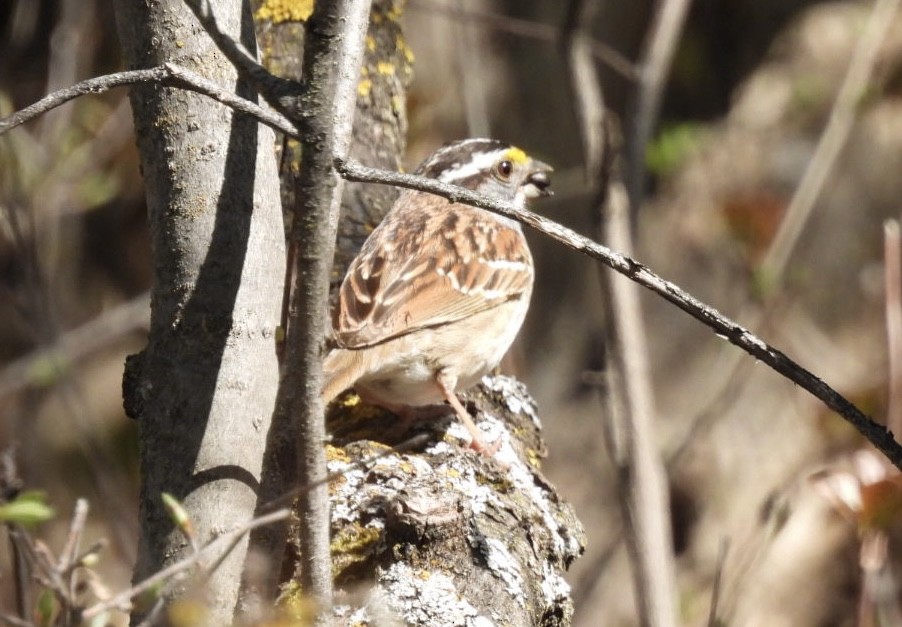 White-throated Sparrow - ML618771169