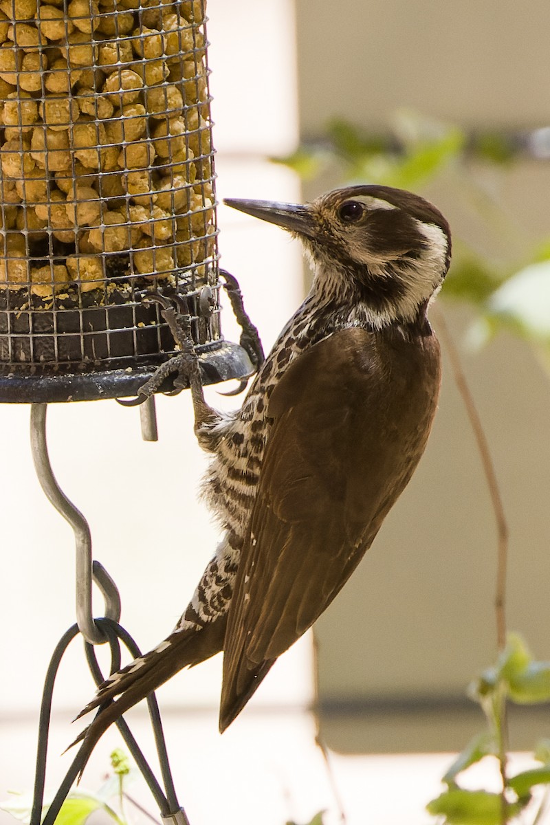 Arizona Woodpecker - ML618771196