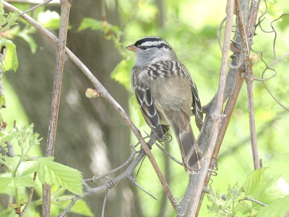 White-crowned Sparrow - ML618771217