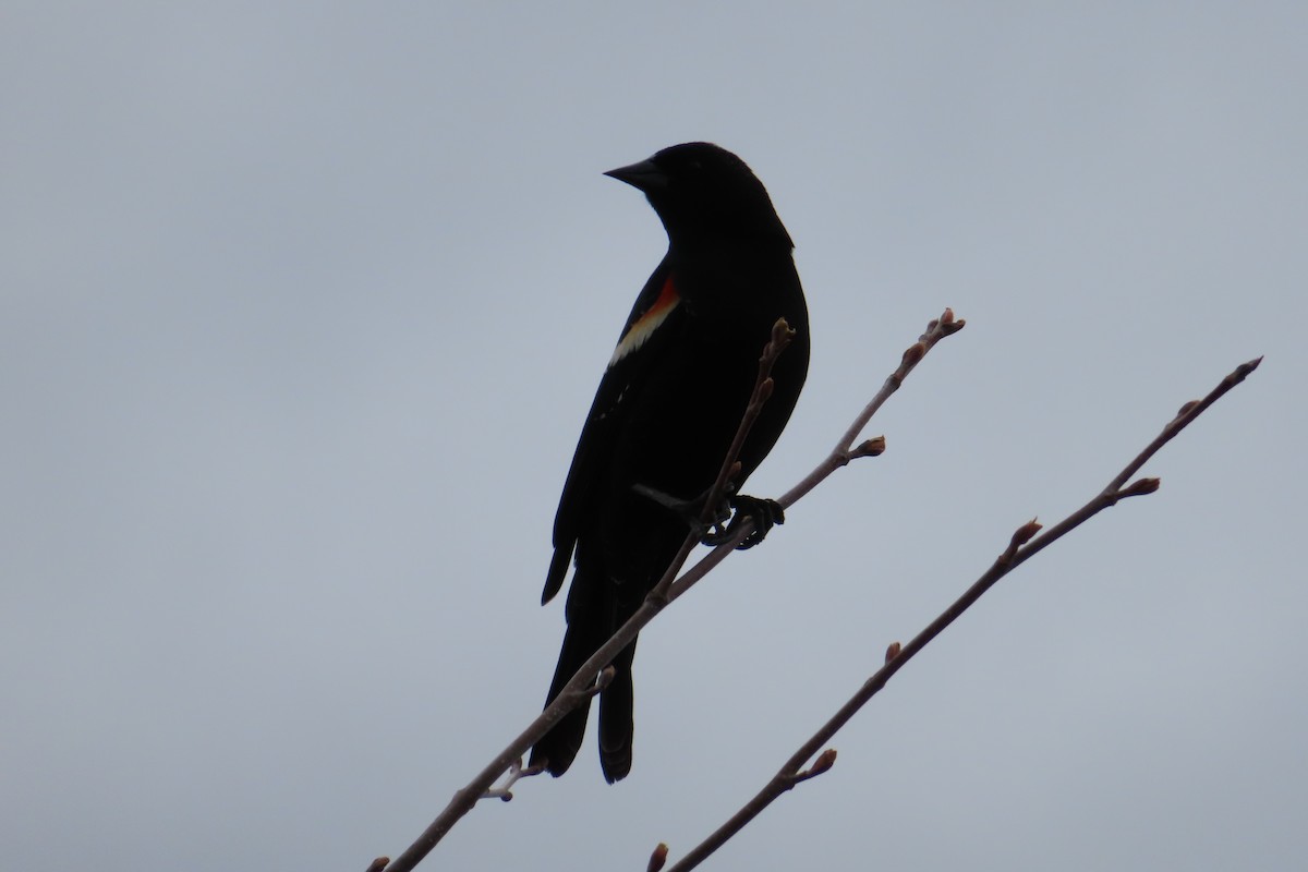 Red-winged Blackbird - ML618771253