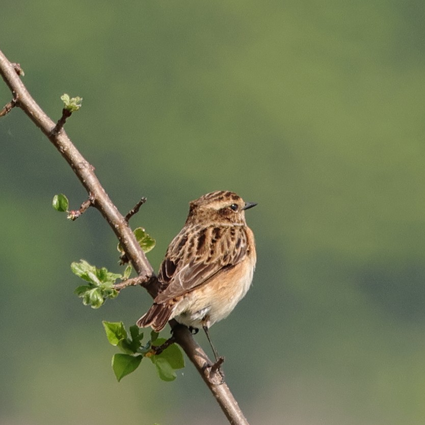 Whinchat - ML618771278