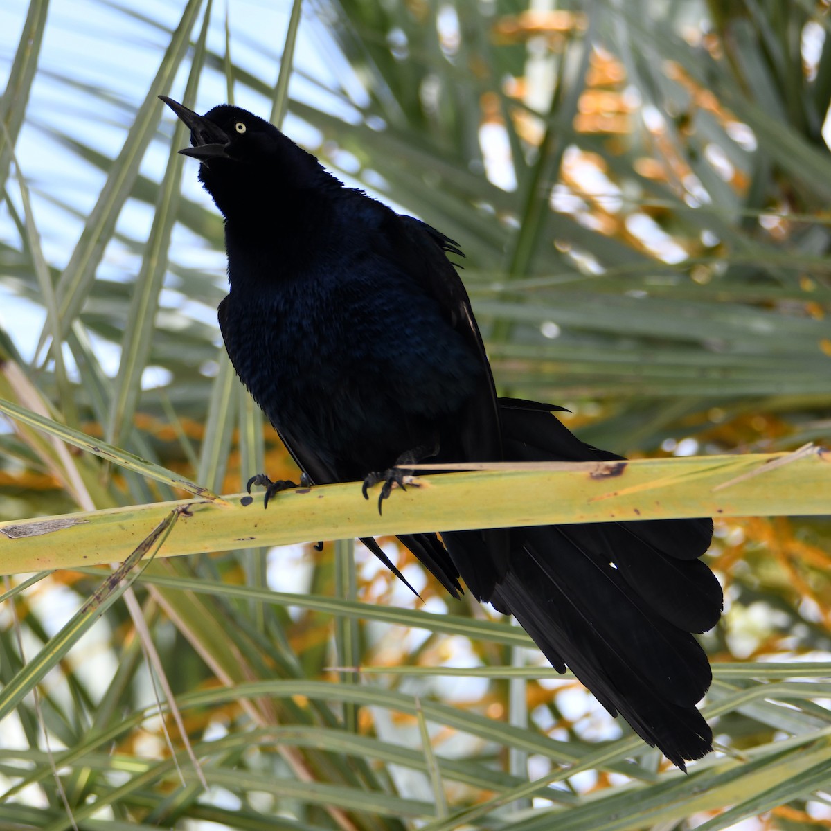Great-tailed Grackle - ML618771310