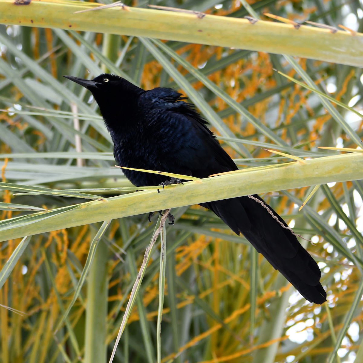 Great-tailed Grackle - ML618771311