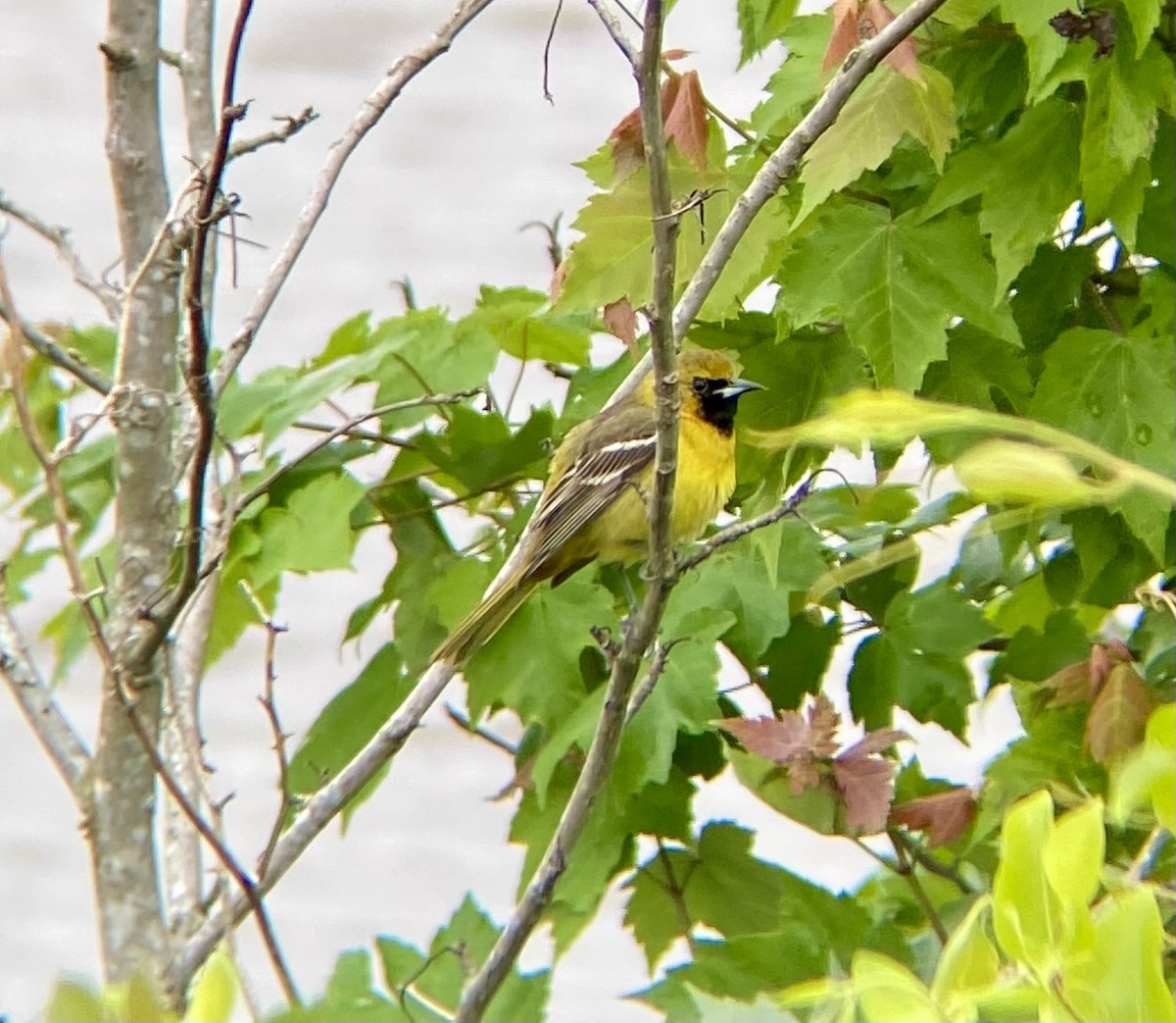 Orchard Oriole - ML618771319