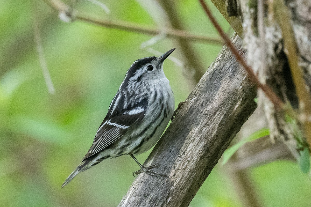 Black-and-white Warbler - ML618771339