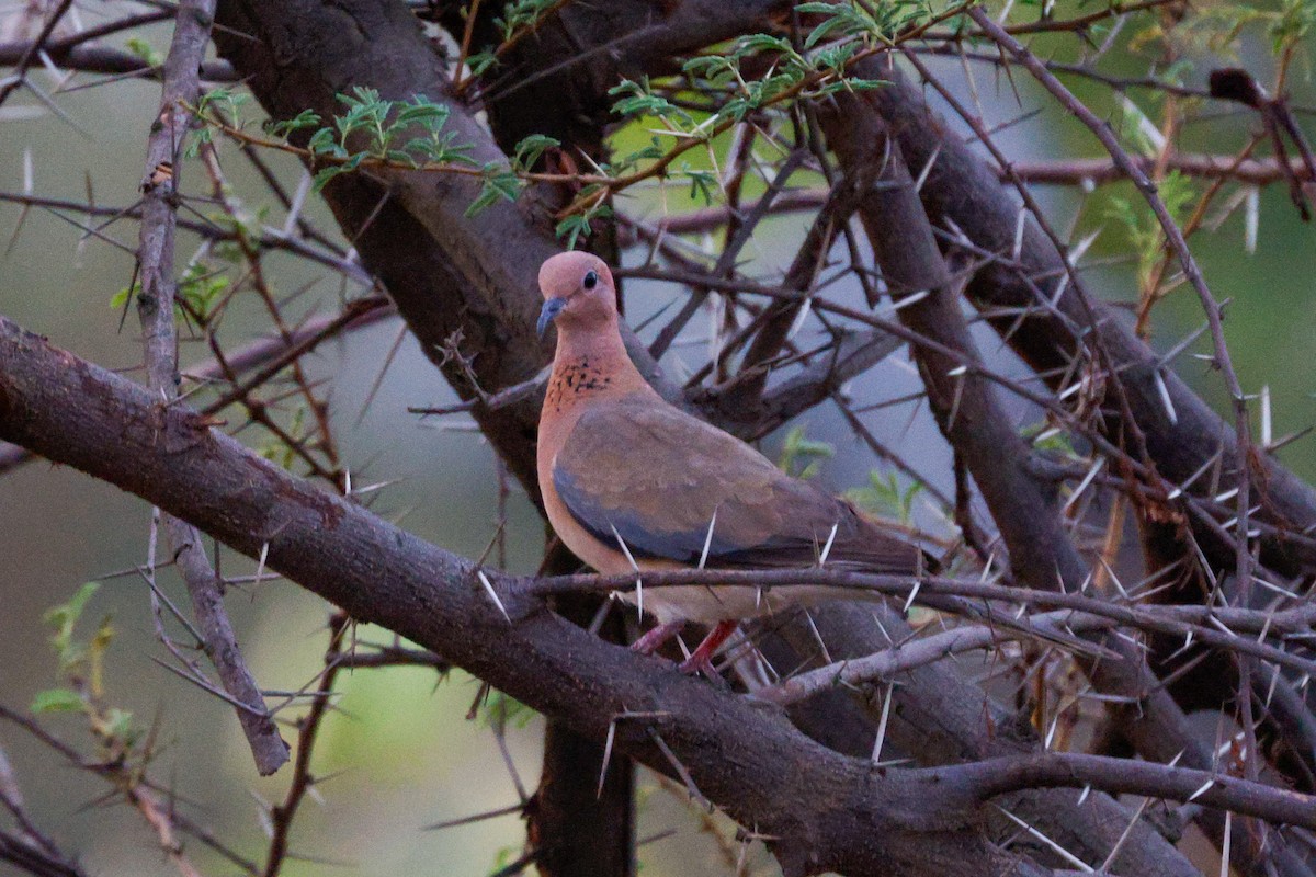 Laughing Dove - ML618771340