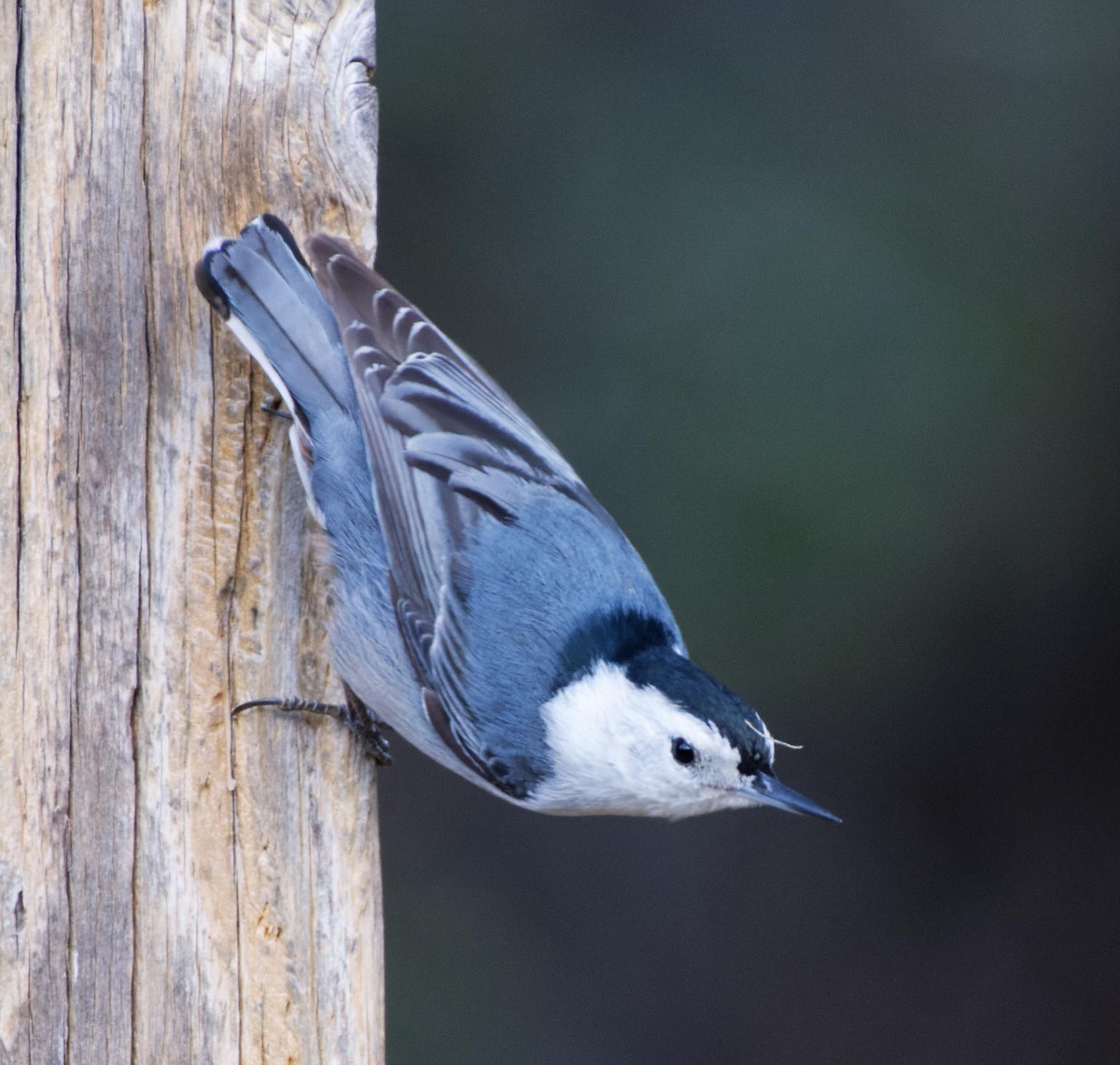 White-breasted Nuthatch - ML618771363