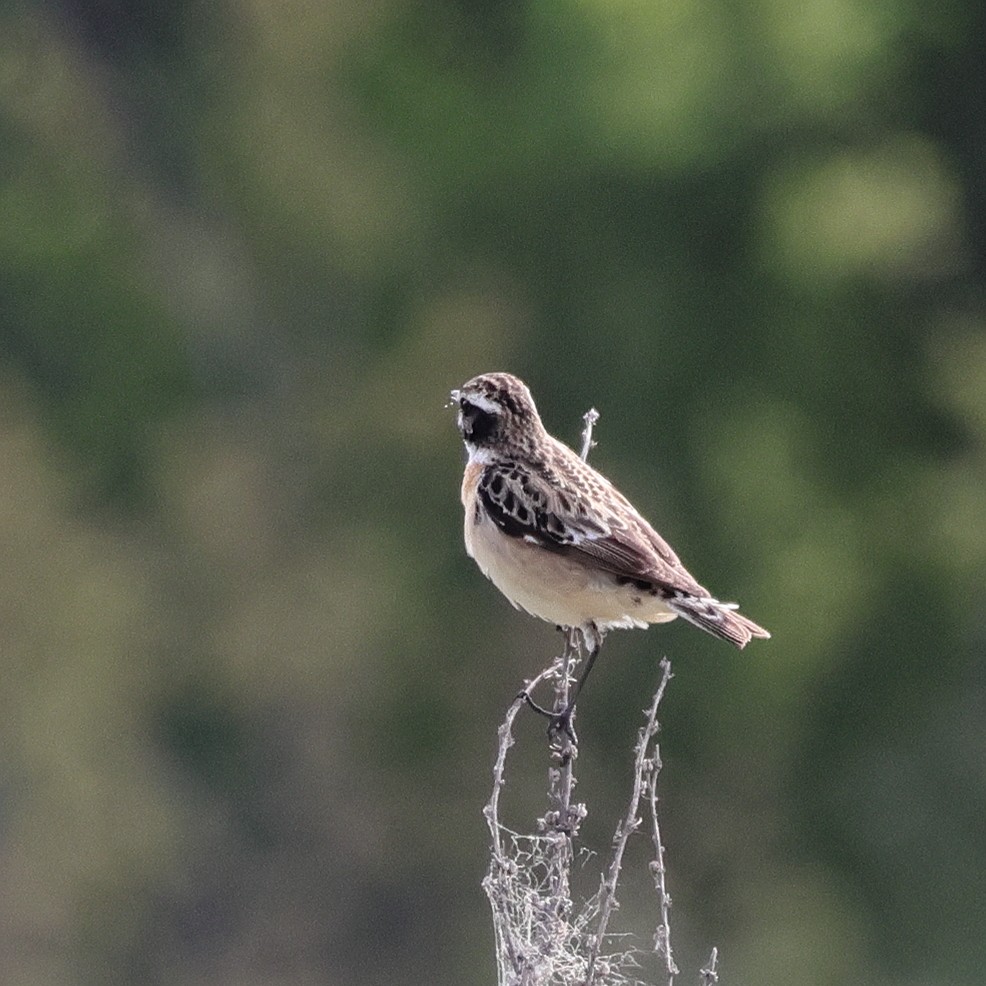 Whinchat - ML618771364
