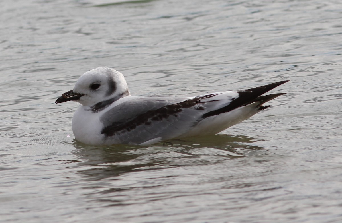 Mouette tridactyle - ML618771372