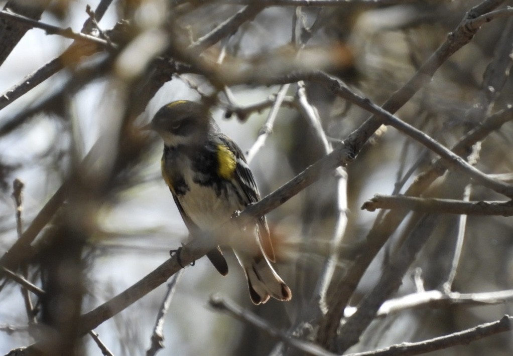 Yellow-rumped Warbler (Myrtle) - ML618771379
