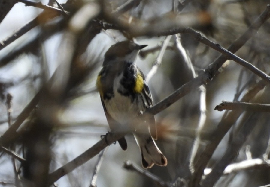 Yellow-rumped Warbler (Myrtle) - ML618771380