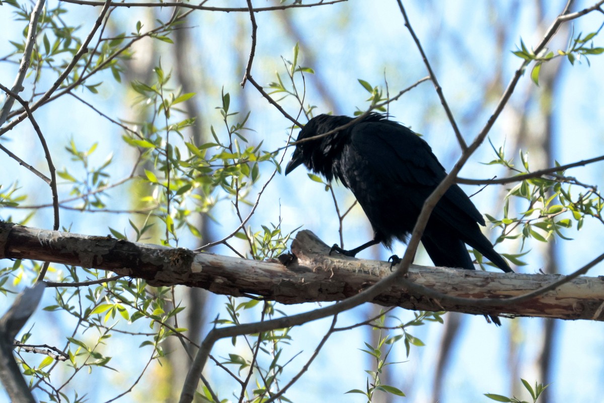 Fish Crow - Maurice Raymond