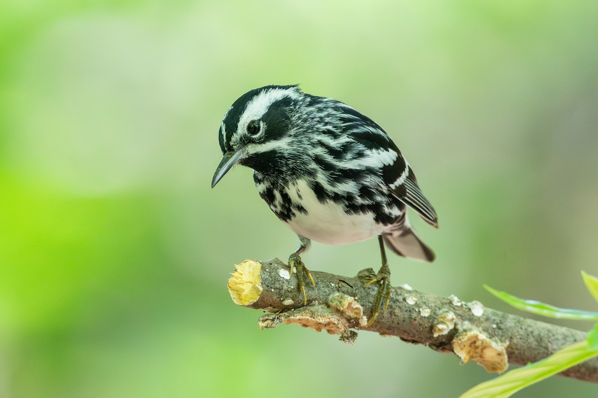 Black-and-white Warbler - ML618771478