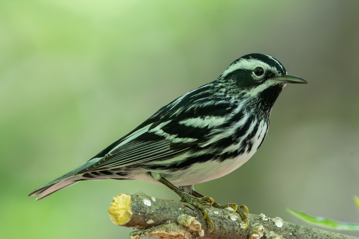 Black-and-white Warbler - ML618771479
