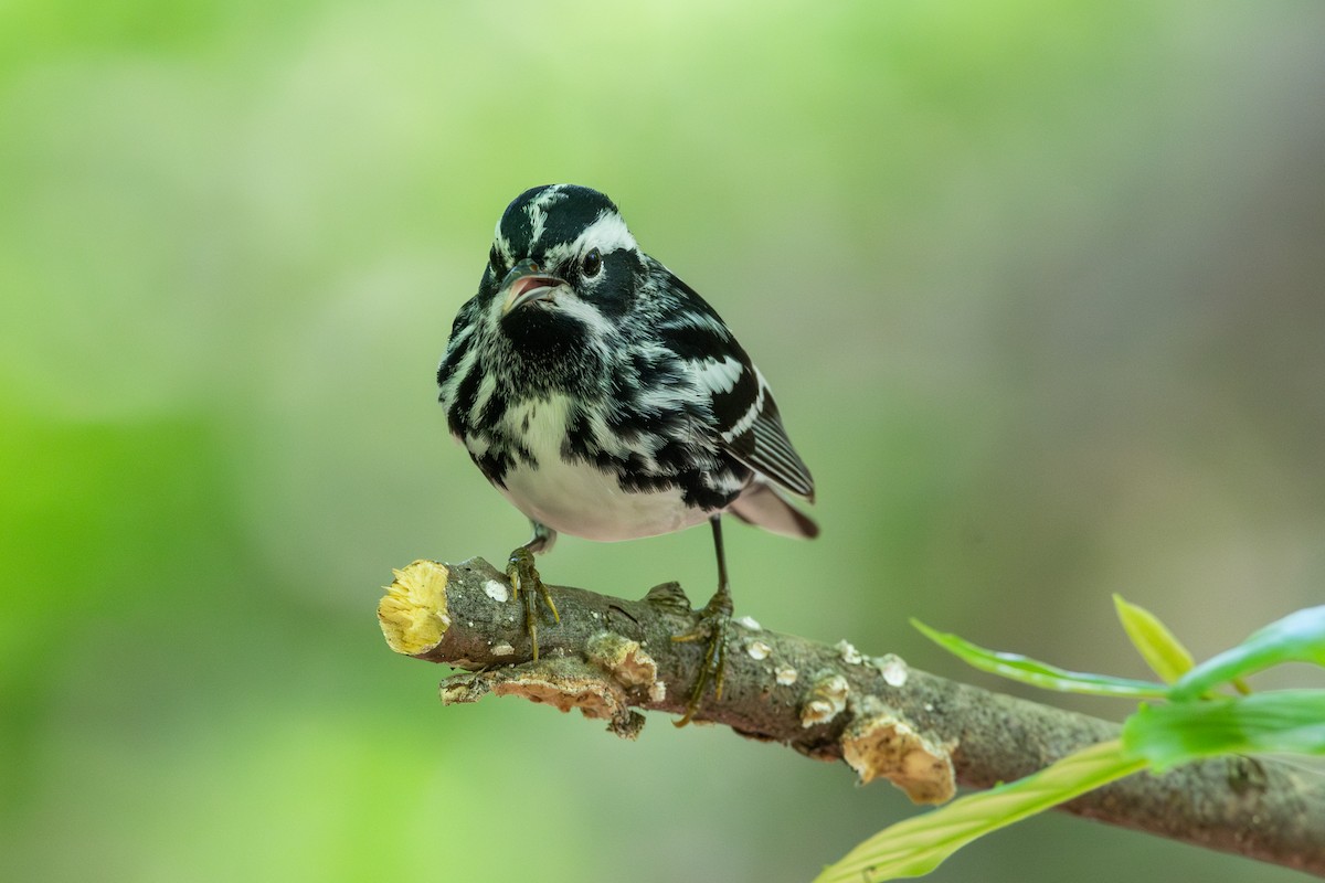 Black-and-white Warbler - ML618771480