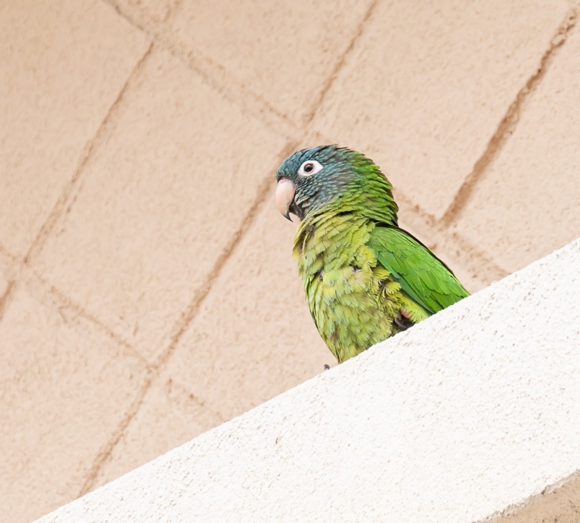 Blue-crowned Parakeet - ML618771553