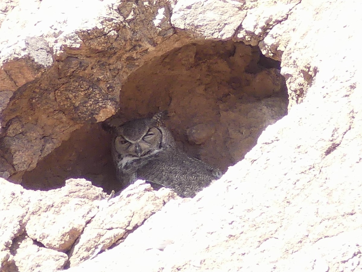 Great Horned Owl - ML618771558