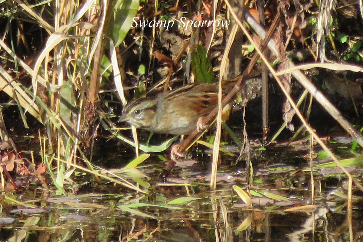 Swamp Sparrow - Merrill Lester