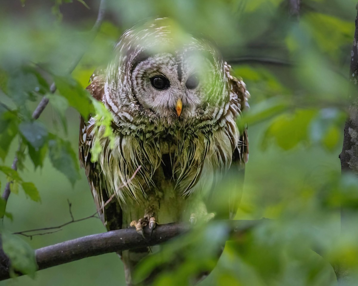 Barred Owl - ML618771626