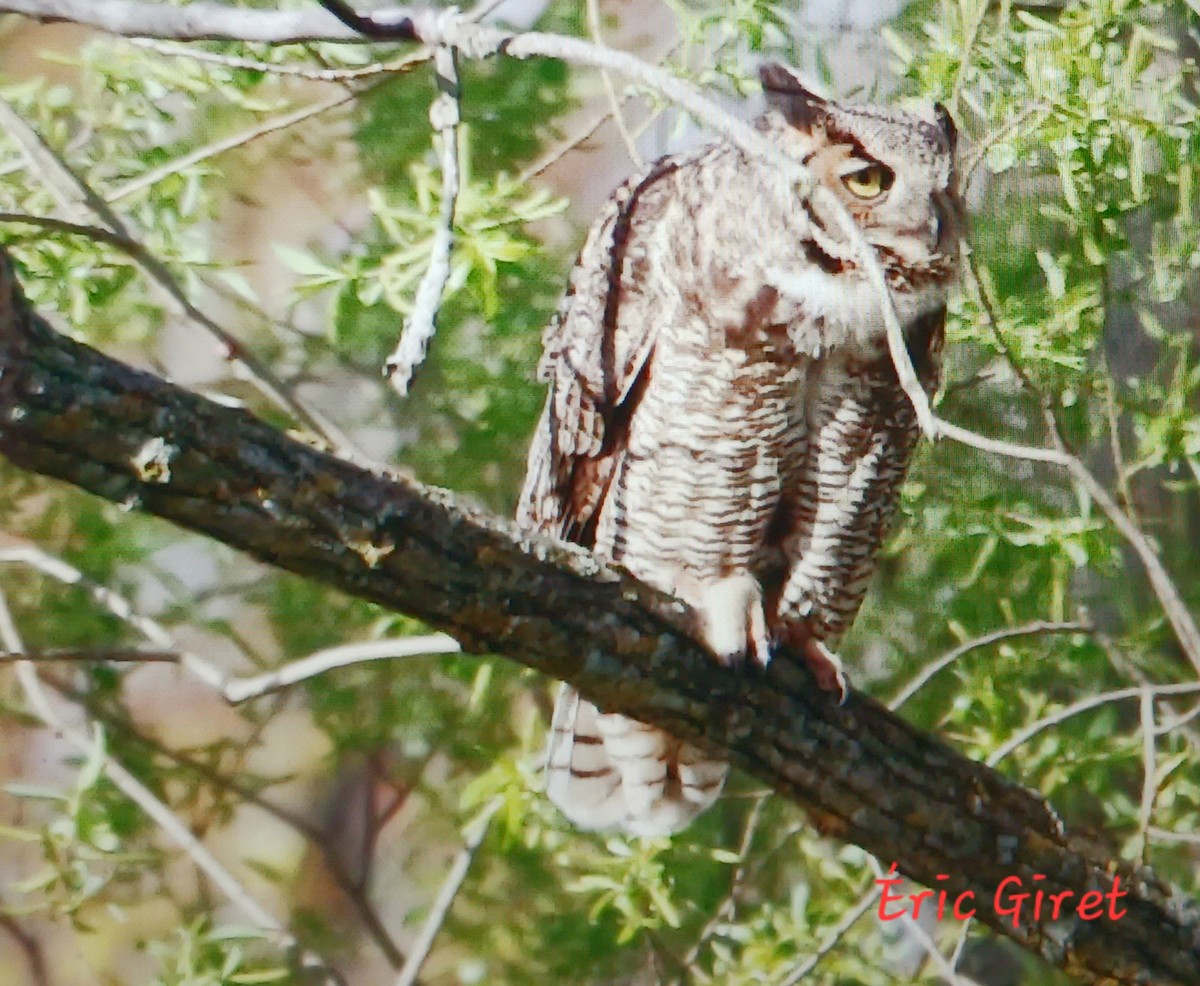 Great Horned Owl - ML618771628