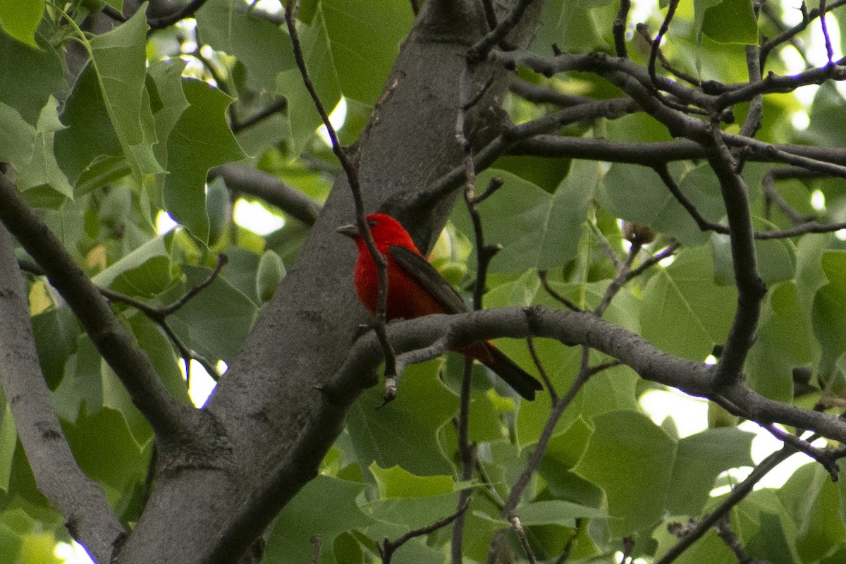 Scarlet Tanager - ML618771644