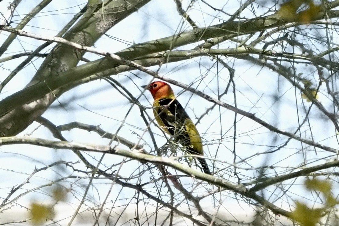 Western Tanager - ML618771651