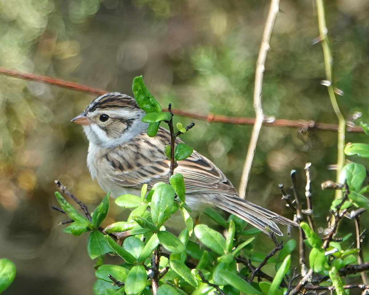 Clay-colored Sparrow - ML618771656