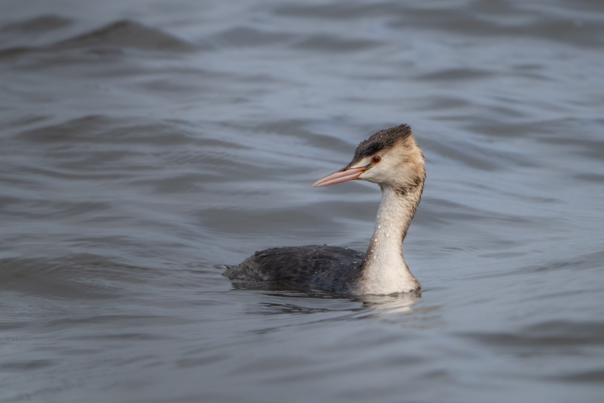 Great Crested Grebe - Guido Van den Troost