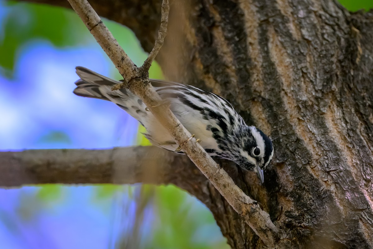 Black-and-white Warbler - ML618771703