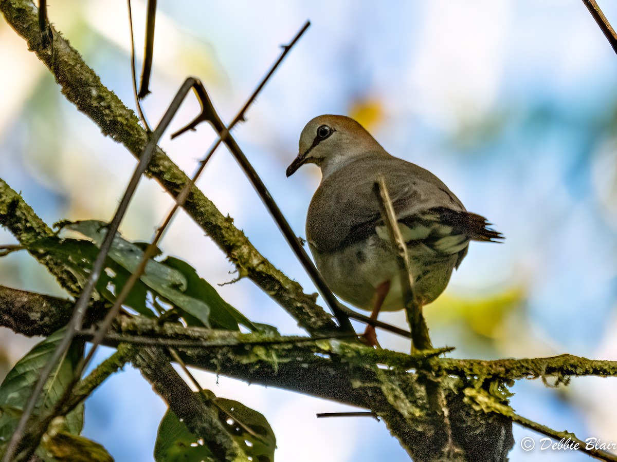 Gray-chested Dove - ML618771711