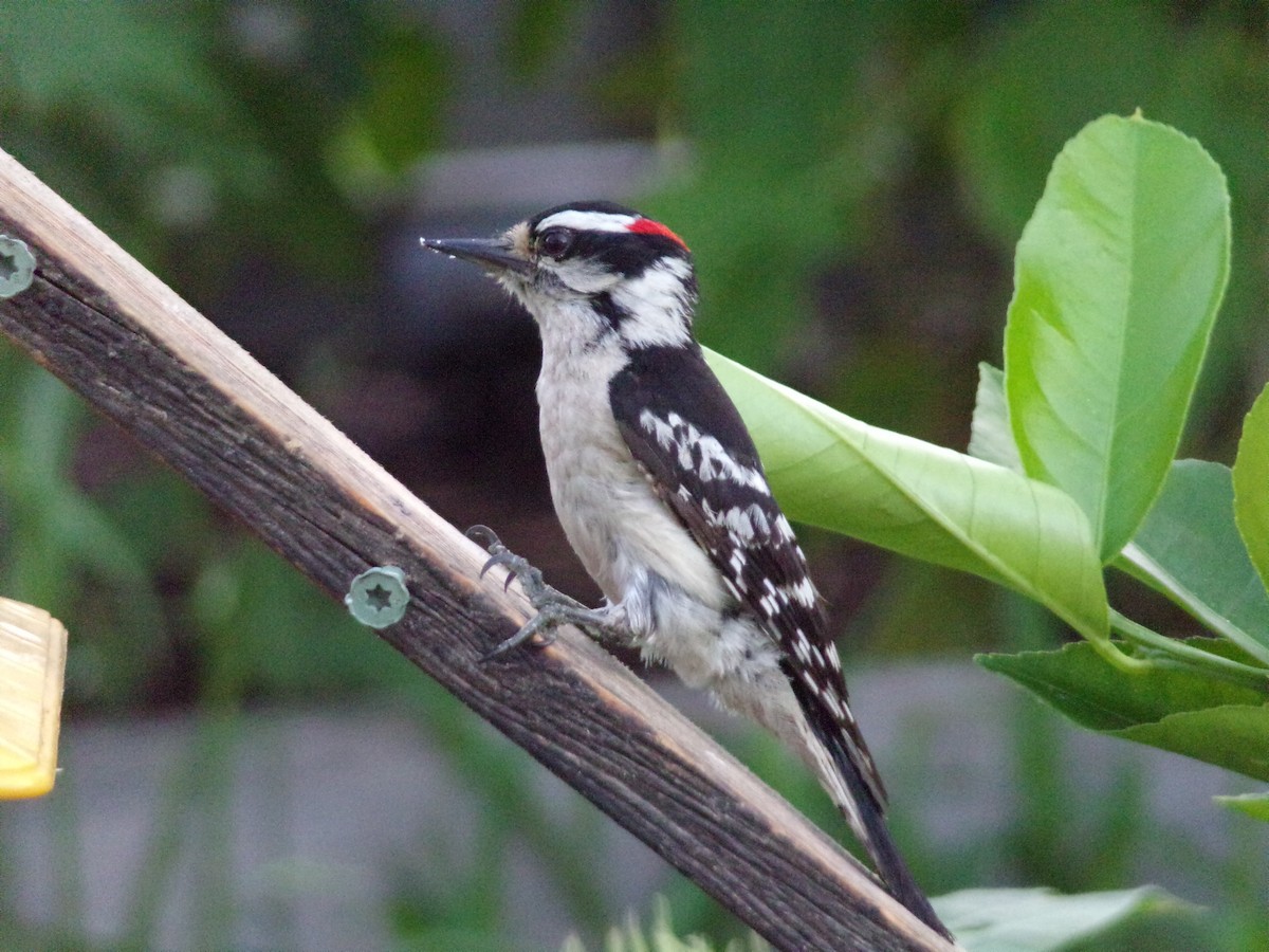 Downy Woodpecker - ML618771718