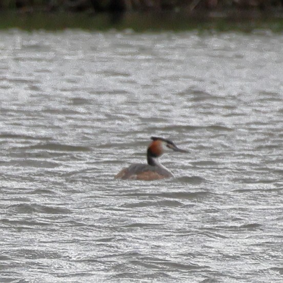 Great Crested Grebe - ML618771721