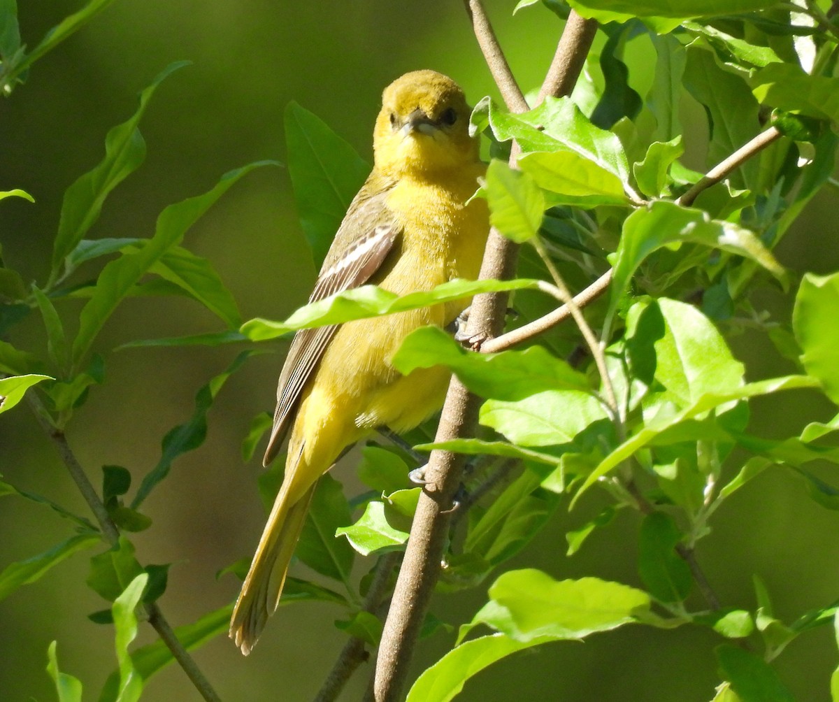 Orchard Oriole - ML618771730