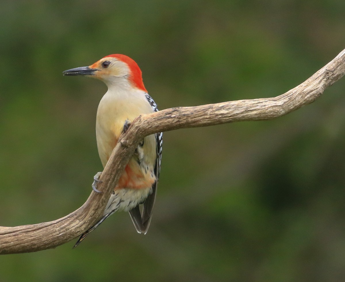 Red-bellied Woodpecker - ML618771745