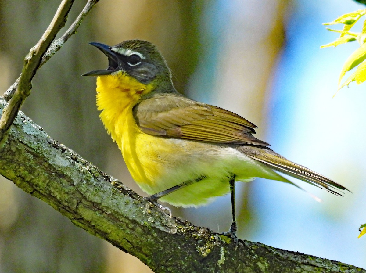 Yellow-breasted Chat - ML618771775