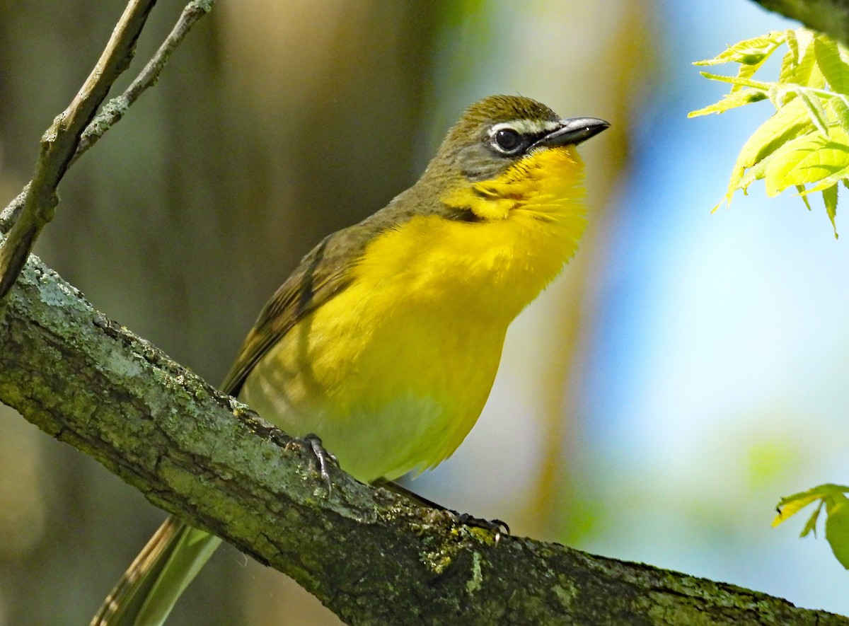 Yellow-breasted Chat - ML618771776