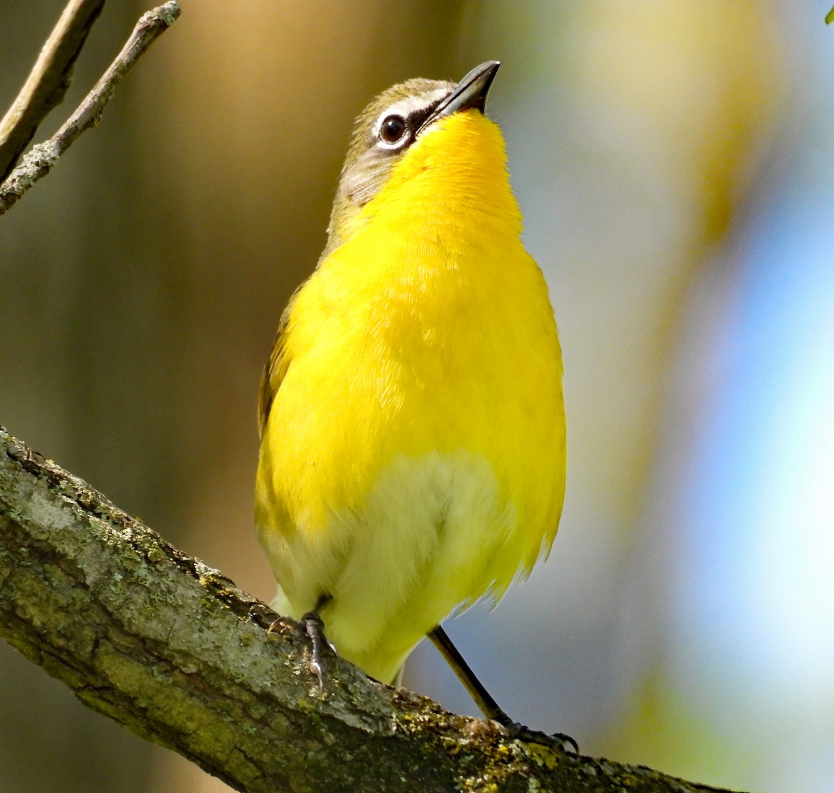 Yellow-breasted Chat - ML618771777