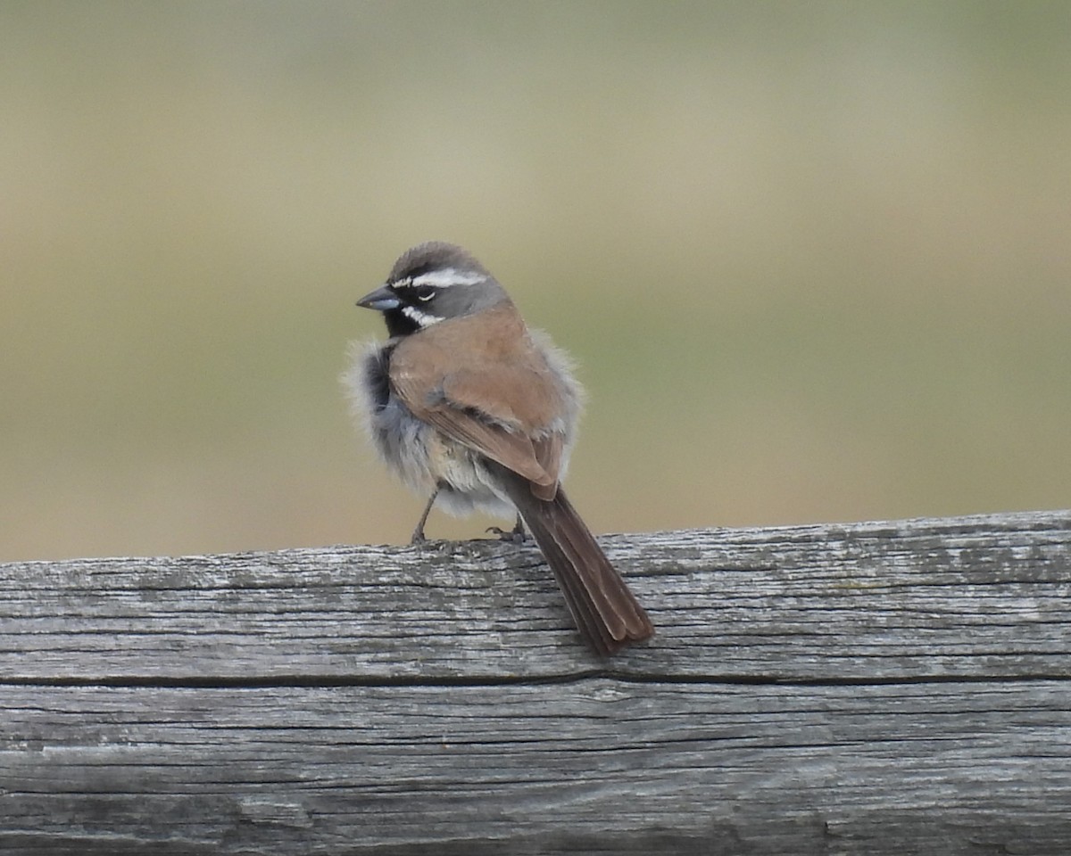 Black-throated Sparrow - ML618771794