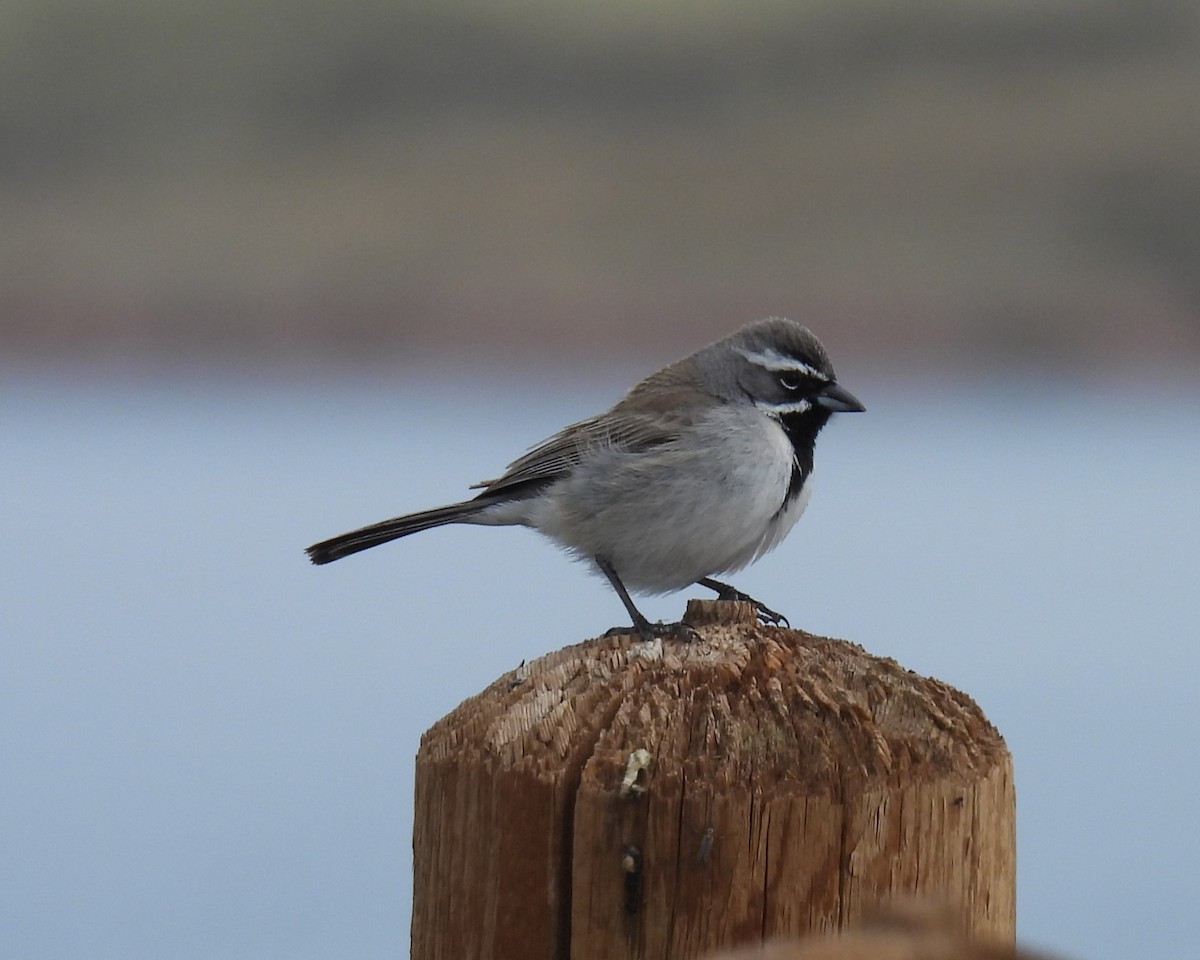 Black-throated Sparrow - Jay Breidt