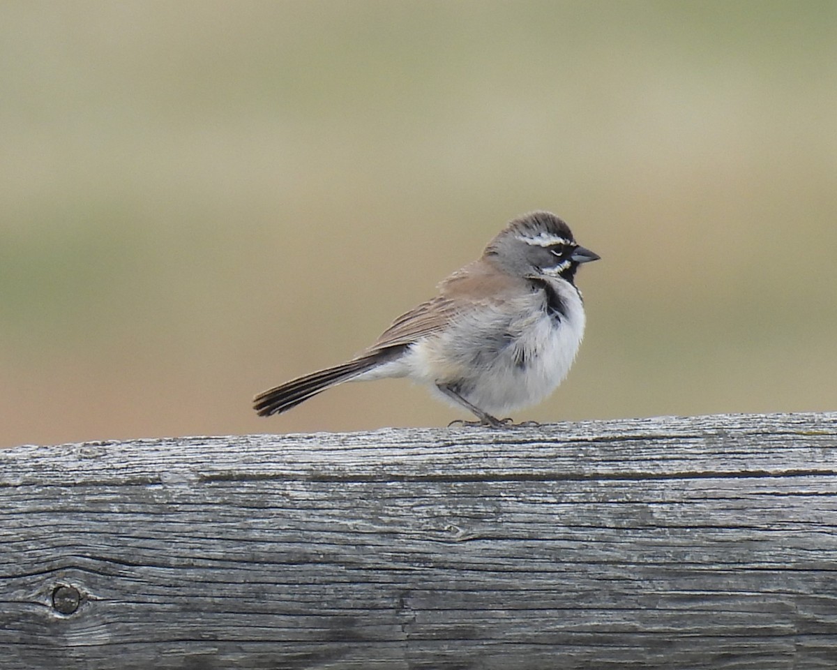 Black-throated Sparrow - ML618771796