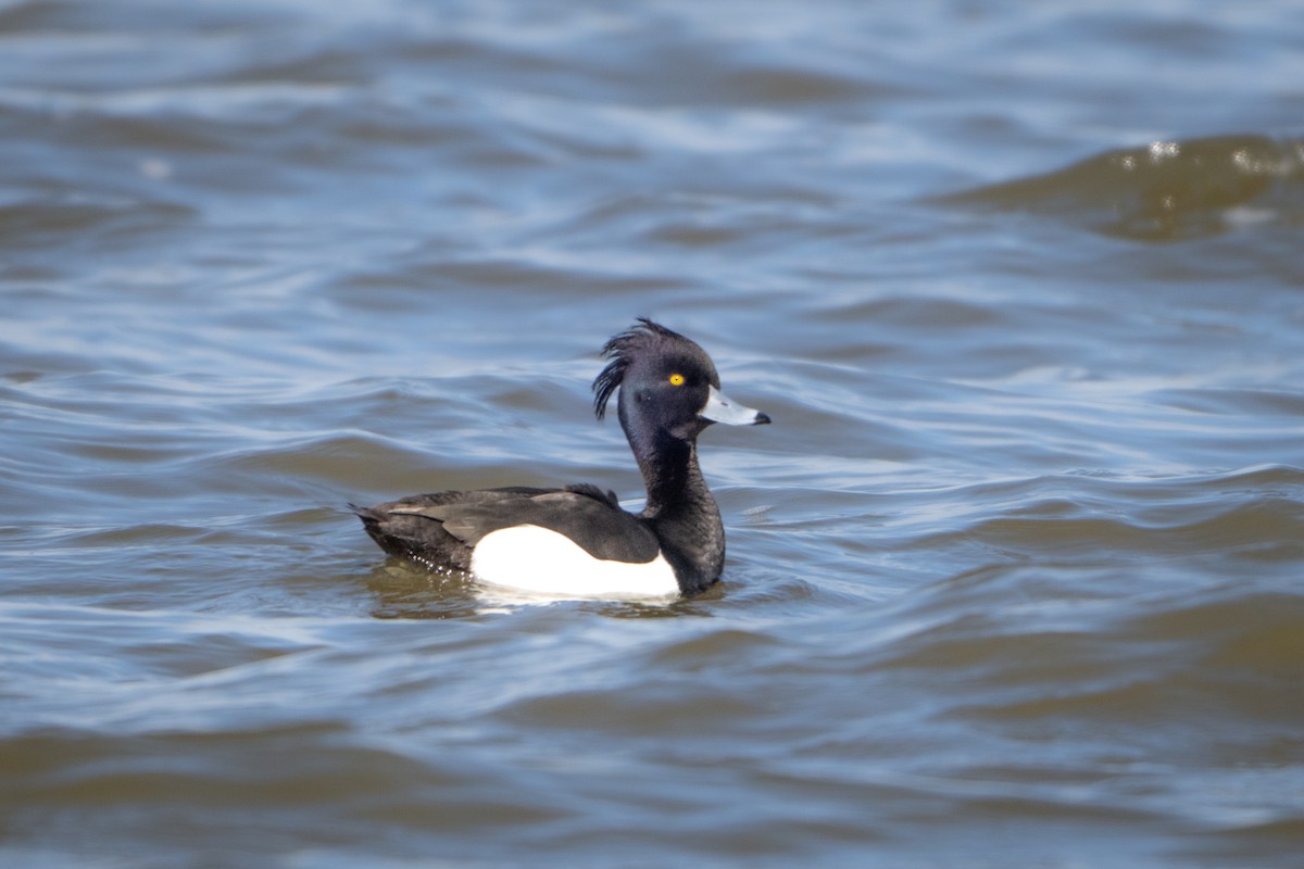 Tufted Duck - ML618771798