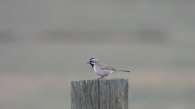 Black-throated Sparrow - ML618771810