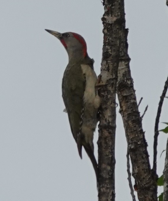 Iberian Green Woodpecker - ML618771829