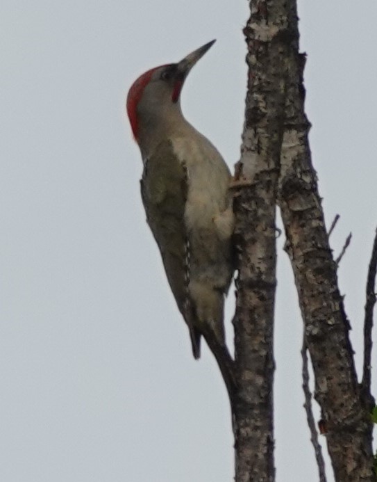 Iberian Green Woodpecker - Chris Johnson