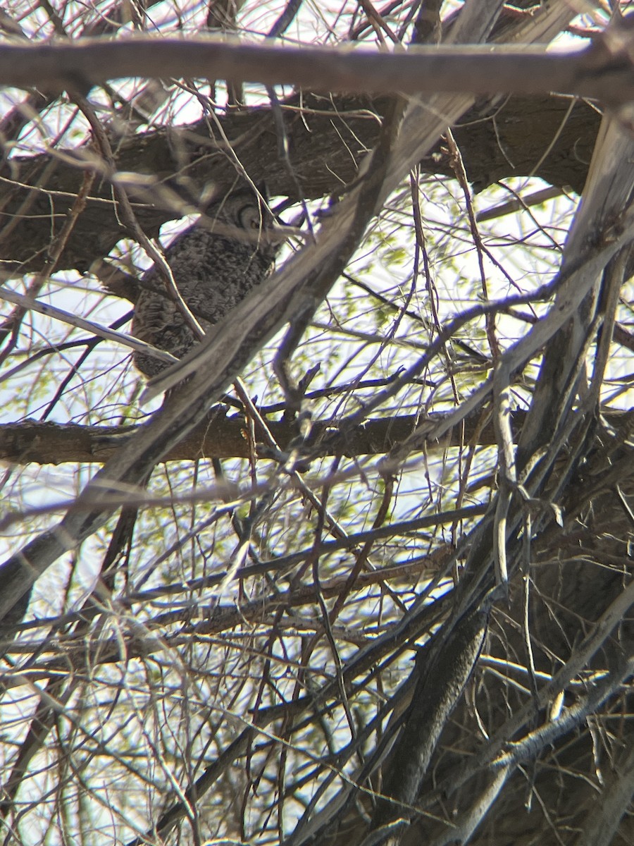 Great Horned Owl - ML618771838