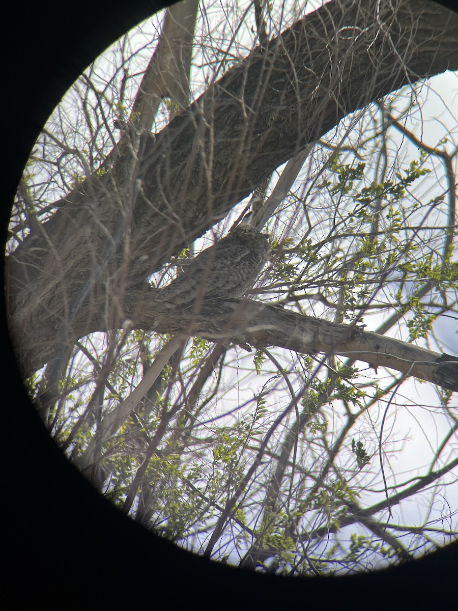 Great Horned Owl - ML618771839